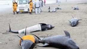Japón sigue enterrando a los delfines varados en una playa al noreste de Tokio