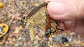 Hallan en EEUU una hembra de rara mariposa que temían extinguirse