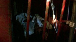 Camión cargado de ganado se volcó y se estrella contra casa en Colón