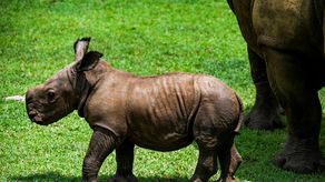 El rinoceronte recién nacido es el segundo ejemplar de este tipo que nace en 18 años en este parque temático.