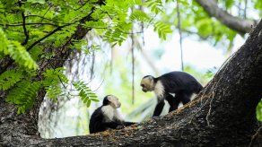 MiAmbiente recupera en La Chorrera a mono cariblanco MiAmbiente recupera en La Chorrera a mono cariblanco