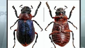 Nueva especie de escarabajo endémico en Panamá.