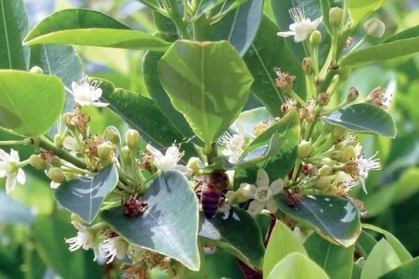 Cultivos de coca en Colombia se duplicaron en dos años (ONU)