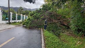 Caída de árbol en el Valle de Antón bloqueó carretera.