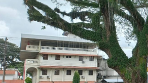 MiAmbiente anuncia tala de corotú deteriorado en David MiAmbiente anuncia tala de corotú deteriorado en David