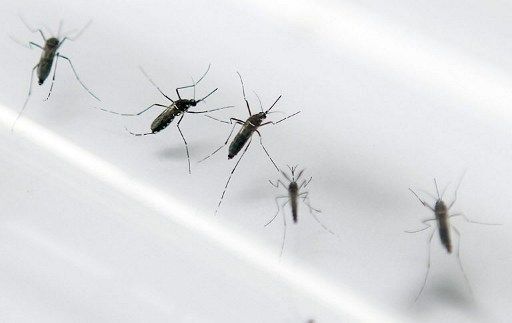 Minsa detecta nuevos casos de chikungunya en Panamá y San Miguelito