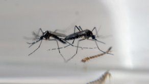 “Es necesario que se sume la ciudadanía contra el zika”