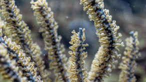 MiAmbiente crea Comité de Arrecifes MiAmbiente crea Comité de Arrecifes