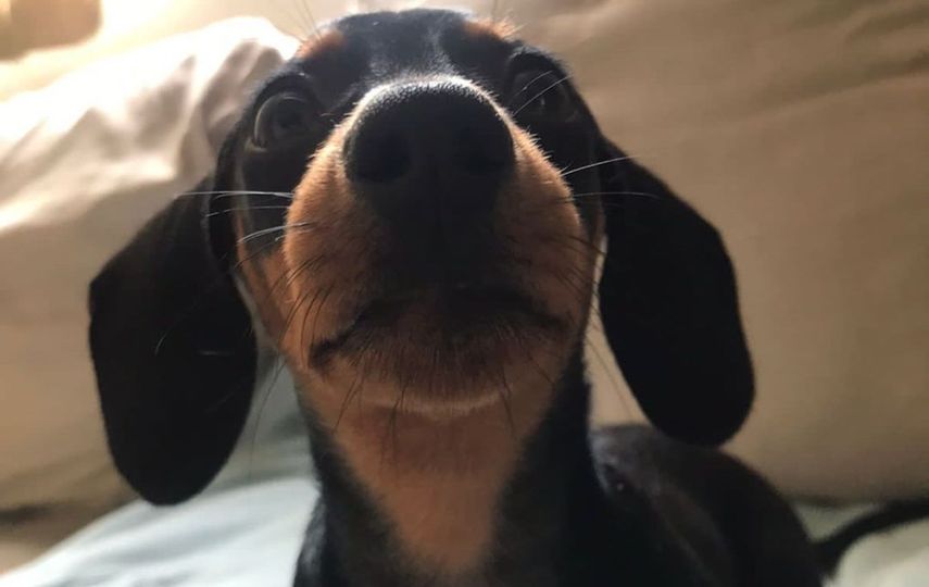 Claves para educar a tu cachorro