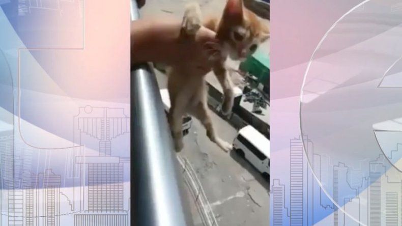 Escuela Gastón Faraudo P. expulsa a estudiantes involucrados en caso de maltrato animal