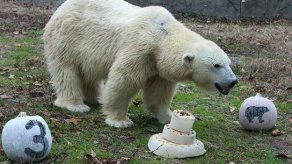 EEUU: Osa polar festeja sus 35 años con pastel y calabazas