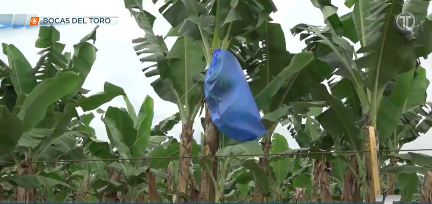 Fincas de Chiquita Panamá en Bocas del Toro.&nbsp;