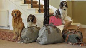 ¿Dónde dejar mi mascota mientras viajo?