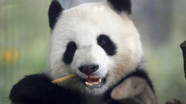 Zoológico de Berlín espera que haya romance entre dos pandas