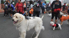 Nápoles pedirá ADN de los perros para multar a quien no recoja las heces