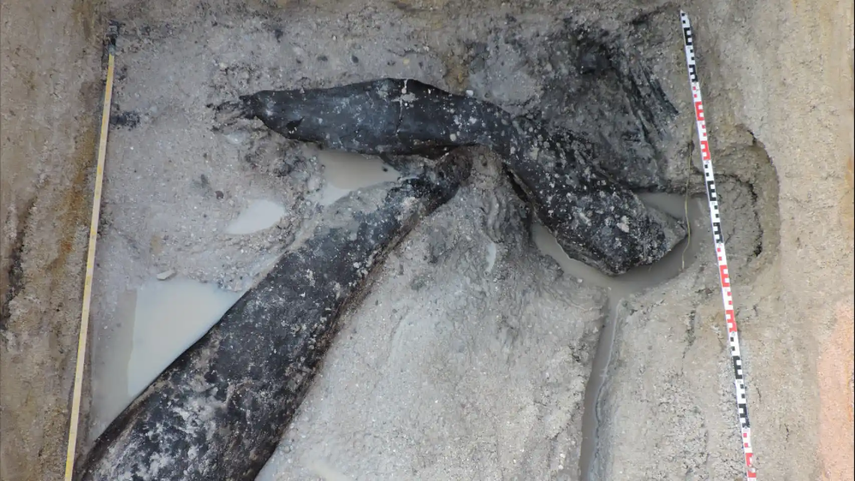 La madera tiene marcas de cortes que demuestran que se utilizaron herramientas de piedra para unir dos grandes troncos para crear la estructura, que se cree que es una plataforma, pasarela o una vivienda elevada sobre el agua. La madera tiene marcas de cortes que demuestran que se utilizaron herramientas de piedra para unir dos grandes troncos para crear la estructura, que se cree que es una plataforma, pasarela o una vivienda elevada sobre el agua.