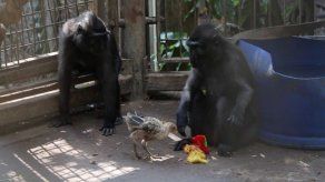 Una macaca y un pollo protagonizan una historia de amor materno en Israel