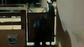 Samy y Sandra publican video de caballo bailando reggae y su música