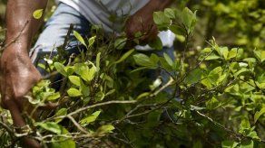 Colombia admite un aumento en los cultivos de hojas de coca