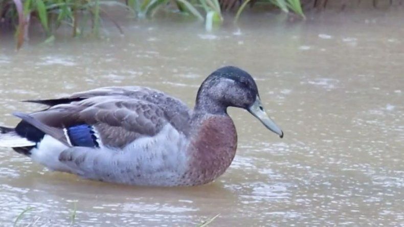 Muere en una isla del Pacífico el pato más solitario del mundo
