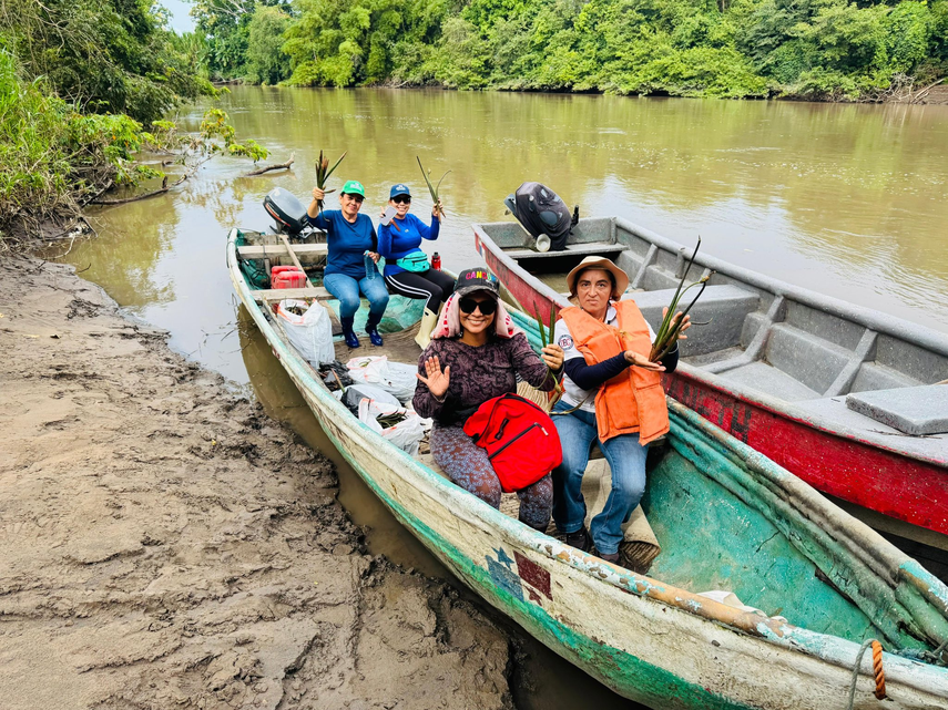 MiAmbiente reforesta 3.5 hectáreas de manglar en Chiriquí