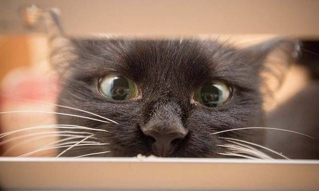 La gata británica que tiene aterrorizados a los carteros