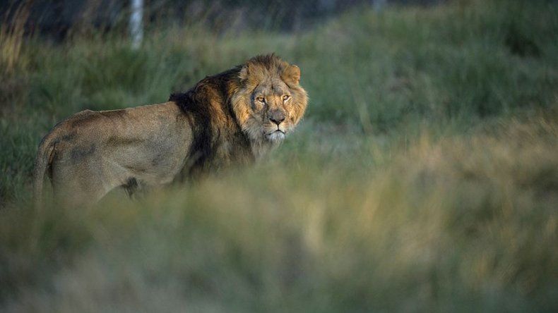 Capturan a los cinco felinos que se escaparon de un zoo en Alemania