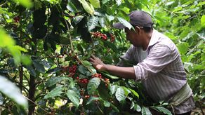 Café Geisha de Panamá se impone en subasta privada por miles de dólares el kilo