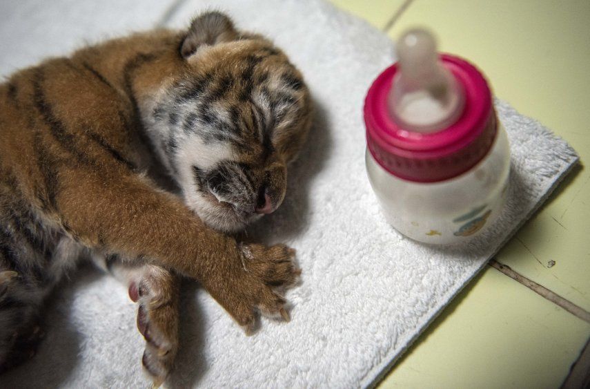 Con este son cuatro tigres que logra reproducir el zoológico.