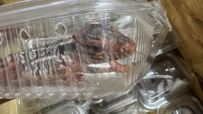 MIDA inspecciona importación de 40 reptiles provenientes de Argentina.