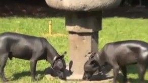 Una raza de perros sin pelo, vestigio ancestral de México