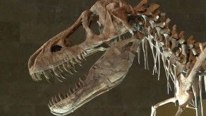 Mongolia busca fósiles de dinosaurio robados por traficantes