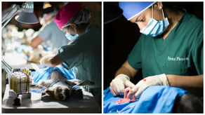 Jornada de Esterilización en Coclé: ¿Cuándo será?