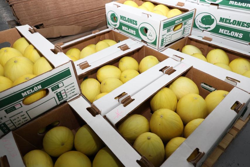 Durante el recorrido del MIDA, se resaltó el inicio del proceso de exportación de sandía y melón hacia el mercado europeo. Durante el recorrido del MIDA, se resaltó el inicio del proceso de exportación de sandía y melón hacia el mercado europeo.