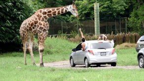 Leones y jirafas conviven en una pequeña sabana en el sur de Guatemala