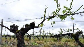Más de 7.000 hectáreas de viñedos dañadas por el granizo en Burdeos