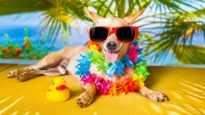 Viajar en avión con mascotas: claves para un feliz vuelo