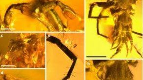Hallan una araña con cola preservada en ámbar de hace 100 millones de años