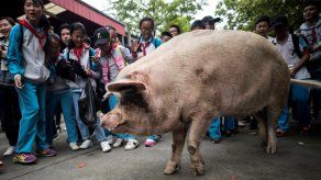Un museo local cerca de la ciudad de Chengdu adquirió el animal por 3.008 yuanes (450 dólares) y lo conservó como una atracción turística hasta el final de sus días.