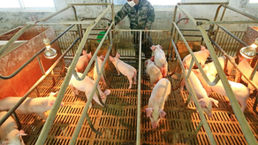 &nbsp;Agencia de Seguridad Sanitaria del Reino Unido confirma el primer caso de gripe porcina.