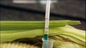 Ecologistas se declaran en pie de lucha contra transgénico