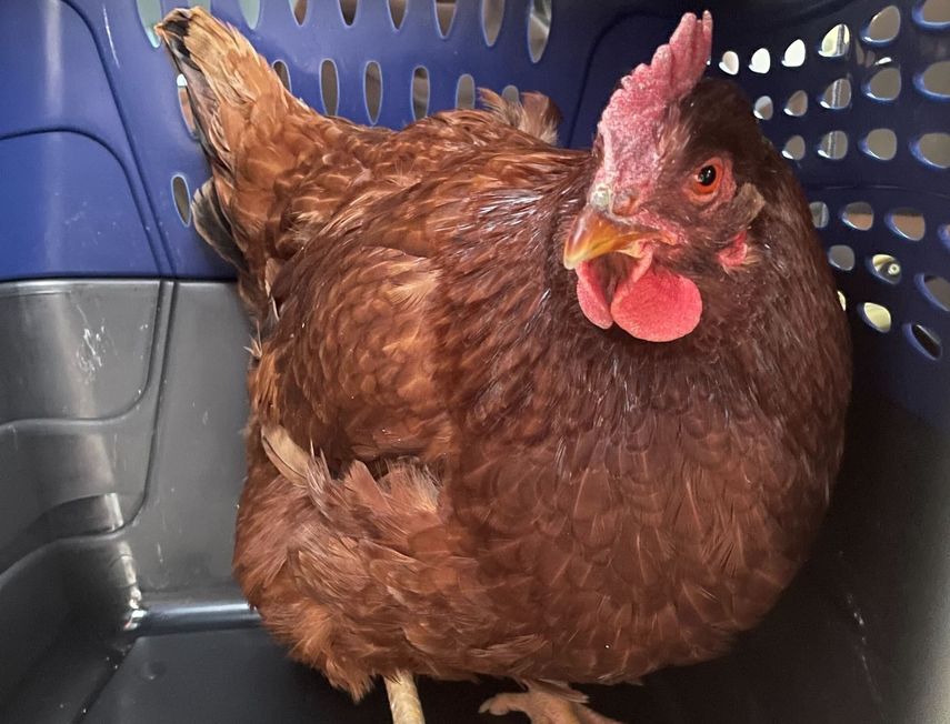 Esta fue la gallina rescatada en los predios de la Casa Blanca.