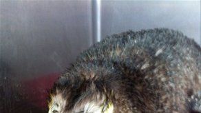 Hallan pingüino varado