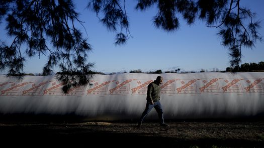 Con forma de gusanos blancos gigantes, por estos días se multiplican en los campos más productivos de Buenos Aires, Córdoba y Santa Fe.