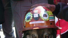 Perro que acompañó protestas en Bolivia tiene miles de seguidores en Facebook