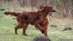 Dueños de perro envenenado en exhibición: no fue algún rival