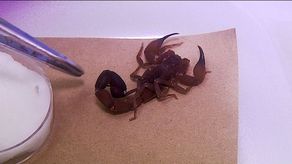 Suero antialacrán por el MINSA