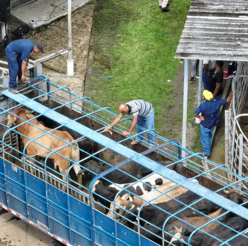 MIDA reporta 749 casos del Gusano Barrenador en Ganado de la provincia de Darién.