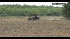 Productores de arroz en Coclé se siente preocupados por la sequía