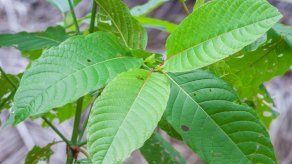 DEA prohíbe productos con kratom